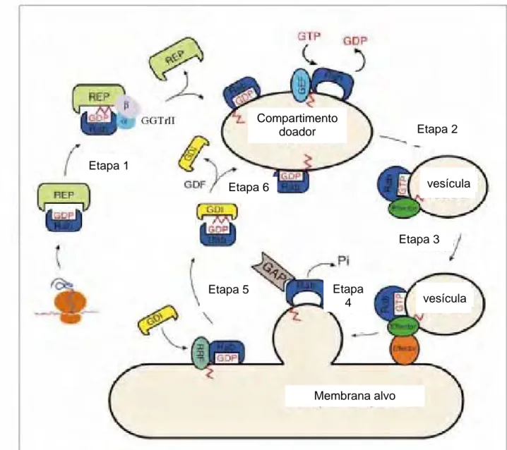 FIGURA 2 - Mecanismo de ação e regulação das Ypt/Rab GTPases. Inicialmente, a proteína  Ypt/Rab nascente forma um complexo estável com a proteína REP, o qual é reconhecido pela  enzima geranilgeranil transferase tipo II (GGTrII), catalizando a ligação de g
