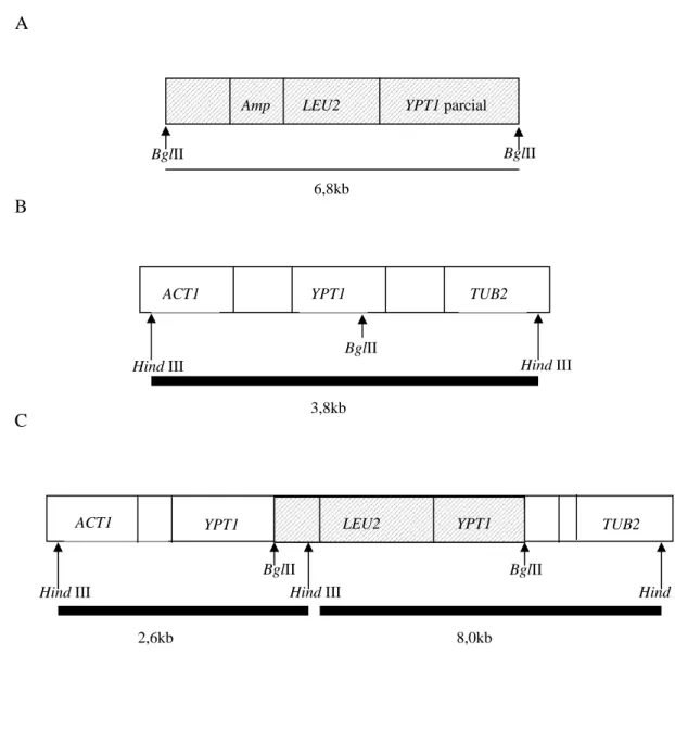 FIGURA 4 - Esquema da estratégia utilizada para a integração do gene LEU2 ao lado de  YPT1