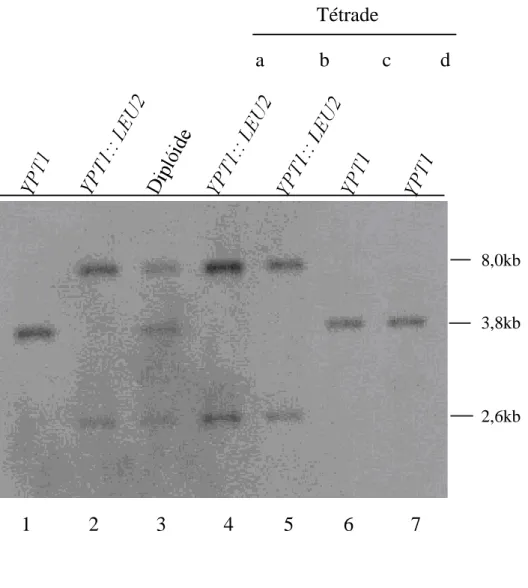FIGURA 5 – Confirmação da integração YPT1::LEU2 através do ensaio de Southern blot. Amostras de DNA genômico obtidas a partir da levedura SVL83, contendo o alelo selvagem de  YPT1 (canaleta 1), da levedura SVL398, possuindo o alelo do gene YPT1 marcado (ca