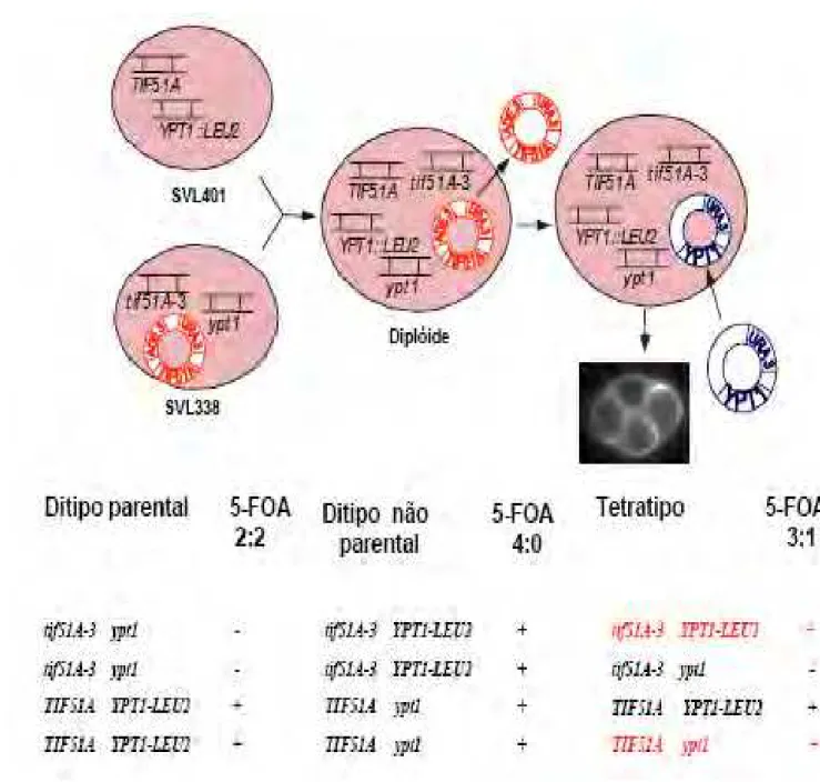 FIGURA 6 – Esquema do ensaio utilizado para obter uma levedura contendo apenas o alelo  mutado de YPT1  (ypt1) sinteticamente letal com tif51A-3