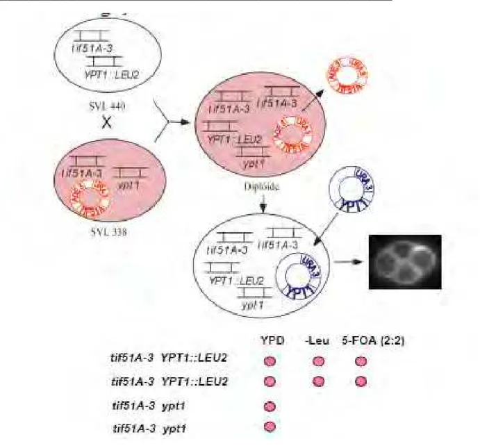 FIGURA 8 – Esquema do ensaio utilizado para a confirmação da ligação entre a letalidade  sintética e o alelo mutado de YPT1 (ypt1)