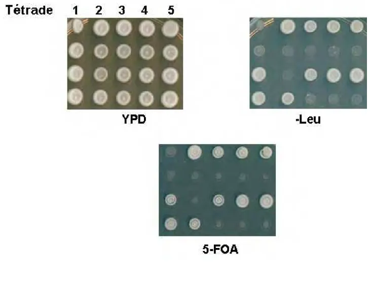 FIGURA 9 – Confirmação da ligação entre a letalidade sintética e o alelo mutado de YPT1 (ypt1)