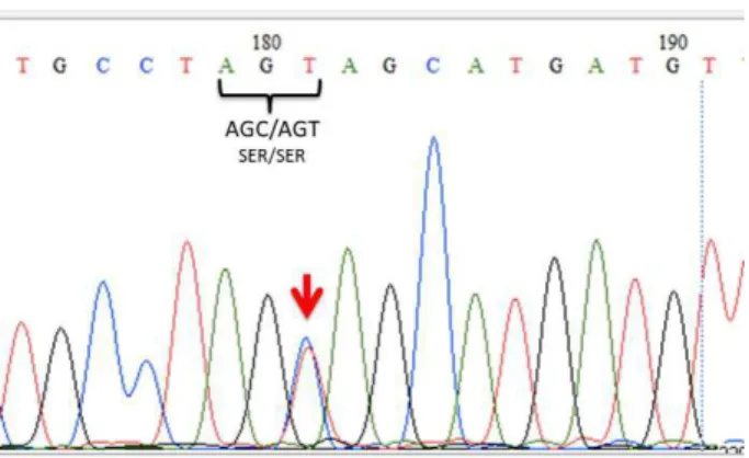 Figura  4.  Cromatograma  ilustrativo  da  sequencia  de  nucleotídios na região genômica equivalente ao exon  7 do gene CDH1 canino