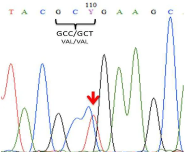 Figura  6.  Cromatograma  ilustrativo  da  sequência  de  nucleotídeos na região genômica equivalente ao exon  13 do gene CDH1 canino