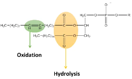 Figure  9  -  Representation  of  molecular  moietis  of  phospholipids  associated  with  the  chemical  instability  of  liposomes