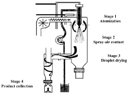 Figure  15  –  Schematic  representation  of  the  stages  in  the  spray  drying  technique  (from  63 )