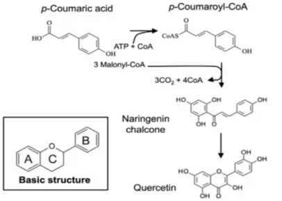 Figure 2. Schematic representation of quercetin biosynthesis. 