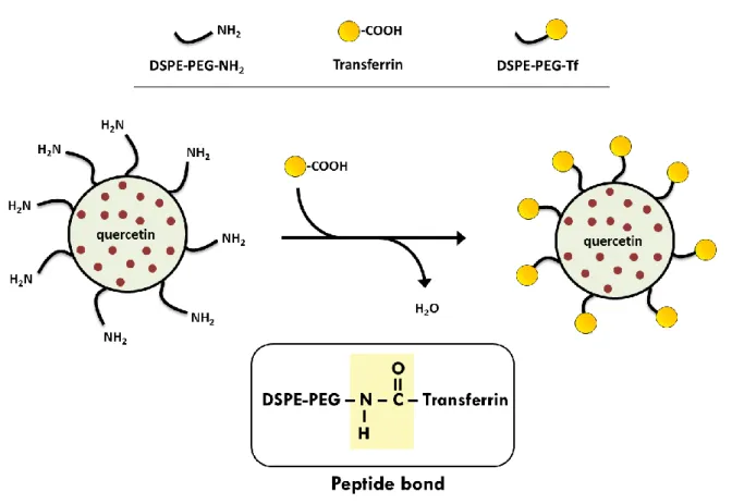 Figure 5. Schematic representation of the functionalization of nanoparticles with  transferrin ligands (not to scale)