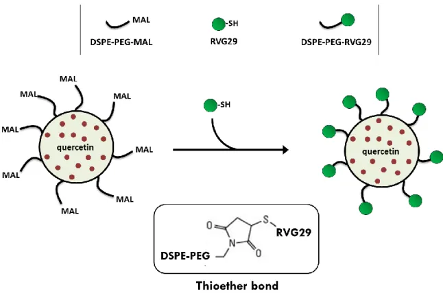 Figure 6. Schematic representation of the functionalization of nanoparticles with  RVG29 ligands (not to scale)