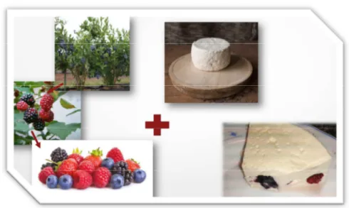 Figure 2. Production of cheese with red berries. 