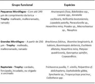 Tabela  IX:  Táxons  de  zooplâncton  atribuídos  aos  grupos  funcionais  em  função  de  suas  estratégias  alimentares  e  tamanho  corporal,  seguindo,  em  parte,  a  classificação proposta por Bertani et al
