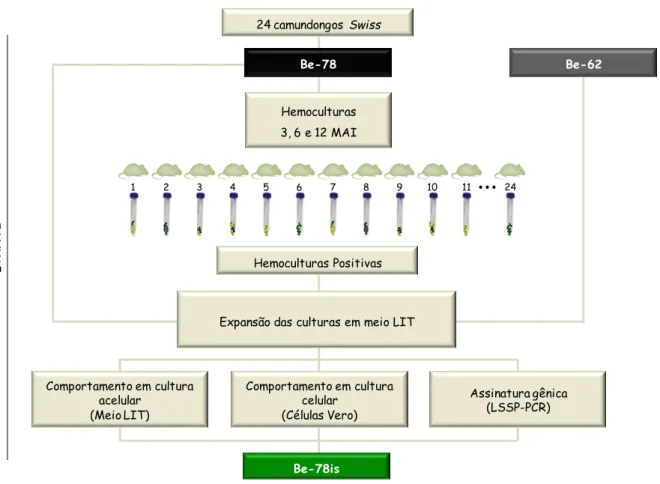 Figura 2: Fluxograma representando as atividades relacionadas à  obtenção e identificação de isolados da cepa  Be-78 do T