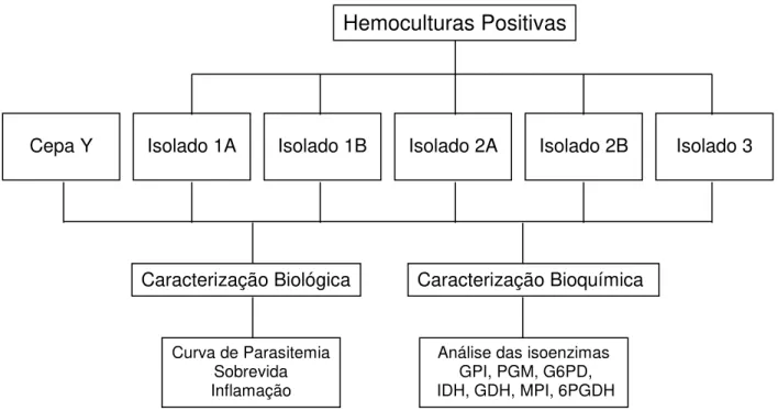 Figura  5  -  Delineamento  experimental  da  segunda  etapa.  Camundongos  Swiss  machos (n=90), infectados com 5000 formas tripomastigotas sanguíneas da cepa Y do  Trypanosoma  cruzi  (n=15)  e  com  as  populações  isoladas  1A,  1B,  2A,  2B  e  3  (n=