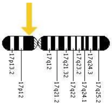 Figura 1. Localização do gene PMP22 no braço curto do cromossomo 17, região citogenética  17p11.2-p12, pares de base 15,073,820 até o 15,109,368