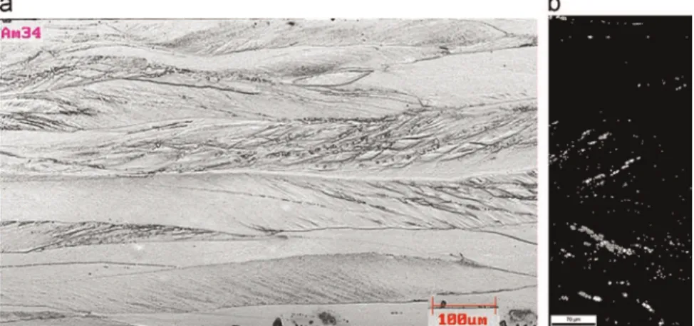 Fig. 8. Sample without initial annealing and ﬁnal annealing temperature at 700 °C: (a) optical microstructure; (b) EBSD image showing grains with orientations belonging to the Eta ﬁber (gray) nucleated in the shear bands.