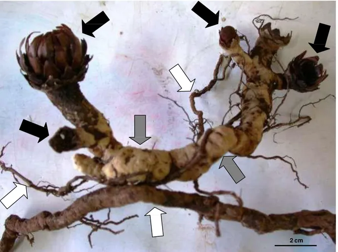 Figura  2  – Morfologia  externa  de  um  indivíduo  de  Langsdorffia  hypogaea  mostrando  as  estruturas  reprodutivas  (setas  pretas),  o  rizoma  (setas  cinzas) e  raízes  hospedeiras  (setas  brancas)