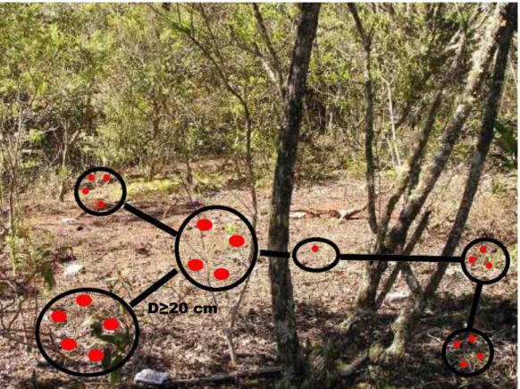 Figura  3  – Distribuição  espacial  dos  agrupamentos  de  L.  hypogaea  em  sua  área  de  ocorrência no Parque Estadual do Itacolomi