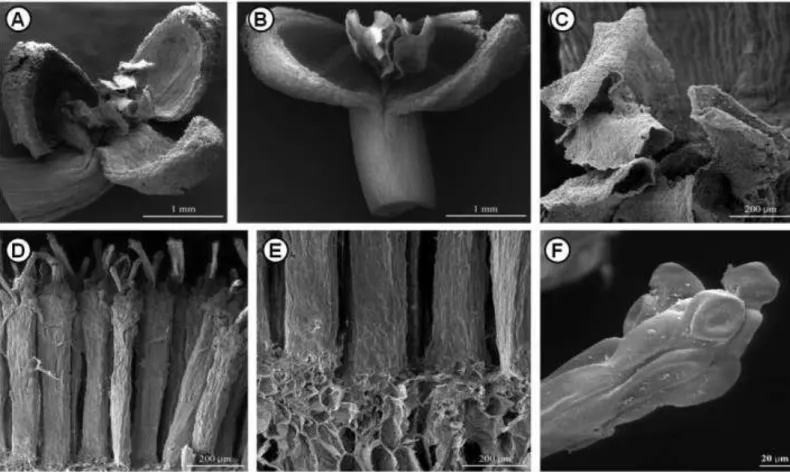 Figura  6  -  Microscopia  eletrônica  de  varredura  das flores de  L.hypogaea.  A-C