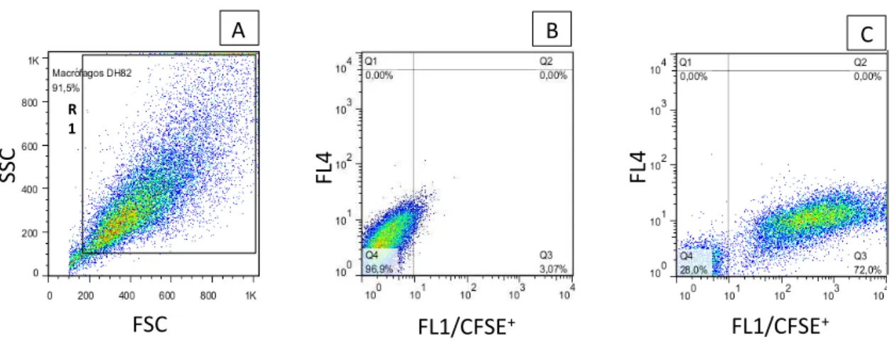 Figura  2:  Sequência  de  procedimentos  utilizados  para  quantificar  o  percentual  de  macrófagos  DH82  infectados  com  diferentes  cepas  de  L