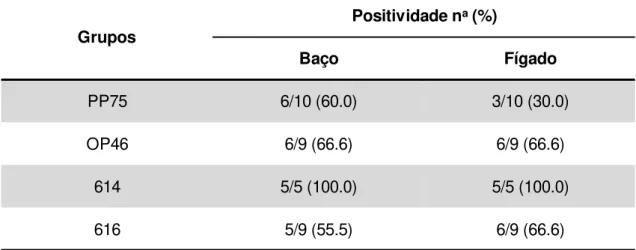 Tabela  4: Frequência  de  positividade  pela  qPCR  em  amostras  de  baço  e  fígado  de  hamsters dos grupos: infectados experimentalmente com os dois isolados (614 e 616) e  com  as  cepas  PP75  (L