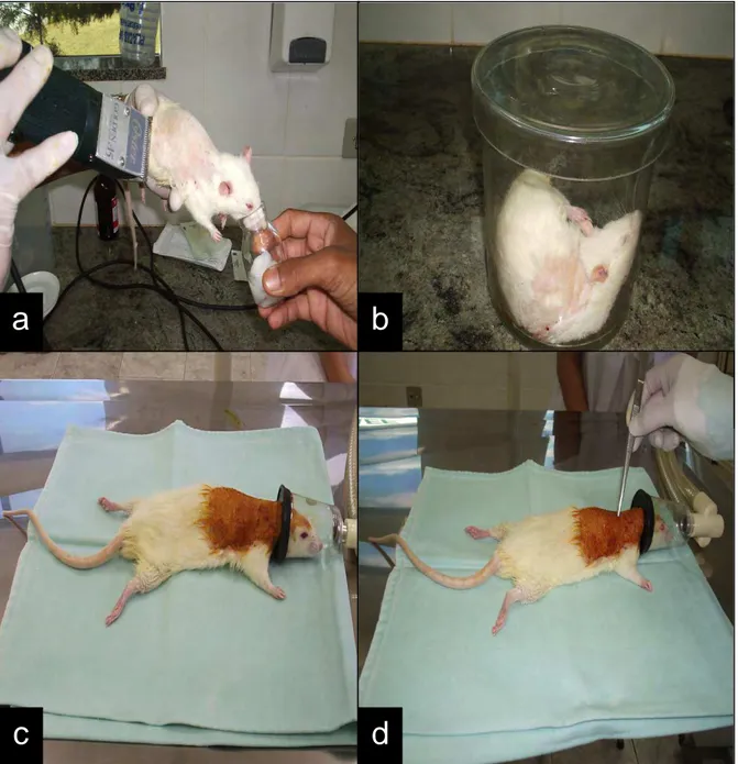 Figura 1. a, b, c, d, e, f: Mostram as etapas cirúrgicas de preparo para o implante dos moldes de MCL nos ratos  da variedade Wistar, machos e adultos, durante a realização do experimento