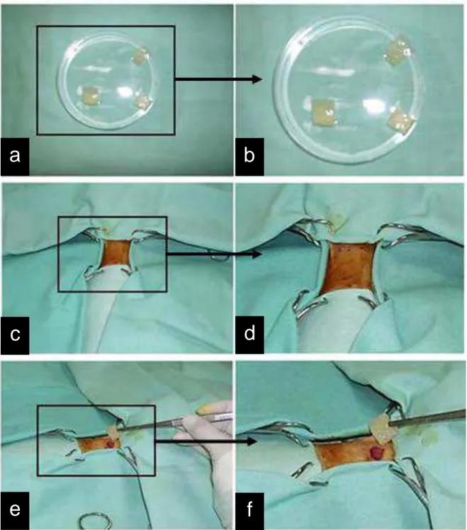 Figura 2. a, b, c, d, e, f: Mostram as etapas cirúrgicas de implantação dos moldes de MCL no tecido  subcutâneo do dorso torácico dos ratos durante os procedimentos experimentais