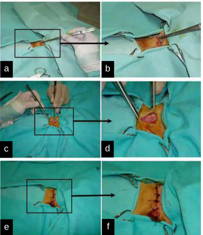 Figura 3. a, b, c, d: Mostram as etapas cirúrgicas de implantação dos moldes de MCL no tecido subcutâneo do  dorso torácico dos ratos durante os procedimentos experimentais