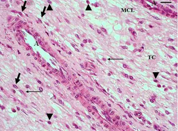 Figura 10. Corte histológico da pele de rato Wistar com implante de matriz de colágeno  liofilizada (MCL), correspondendo ao grupo SF 15 dias: região da derme –  Tecido conjuntivo (TC), Matriz de colágeno liofilizada (MCL), Arteríolas (A),  Fibroblastos (s