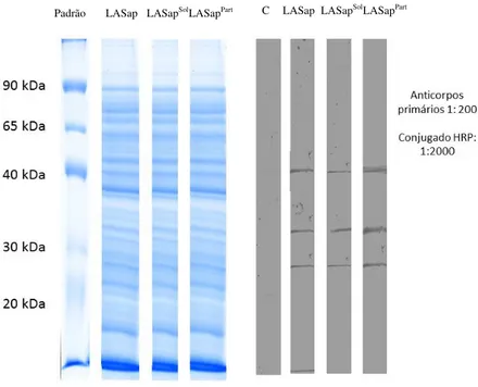 Figura  2:  Westernblot  com  soros  de  hamsters  controle  (C)  e  imunizados  com  as  vacinas  LASap,  LASap Sol   e  LASap Part ,  apresentando  perfil  de  reconhecimento  antigênico  semelhante,  com  bandas  da  ordem de 40 kDa, 30 kDa e inferiores