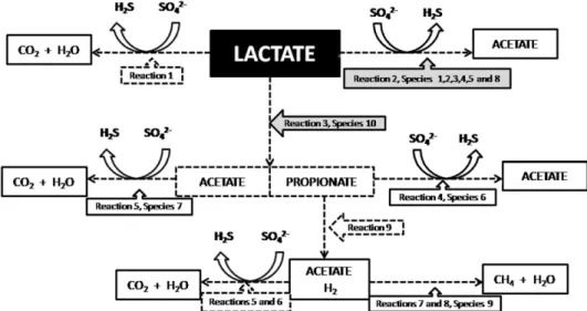 Table 2 indicates the absence of SRB that oxidizes lactate to CO 2