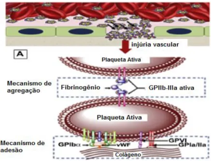 FIG. 3: Adesão, ativação e agregação plaquetária. No primeiro momento, as plaquetas se aderem  às fibras de colágeno no tecido subendotelial por meio de receptores presentes em sua membrana, a  glicoproteína Ib/IX e do vWF