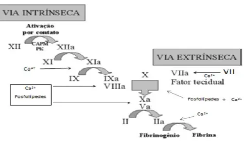 FIG.   4:  Representação  da  cascata  da  coagulação:  a  figura  relaciona  as  vias  intrínseca  e  extrínseca  da  coagulação que convergem para uma via comum pela ativação do fator X com consequente formação do coágulo  de fibrina