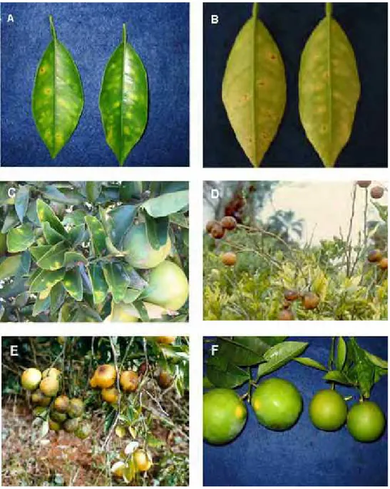 Figura 1. Sintomas  da clorose variegada do citros (CVC). A, B e C: sintomas  foliares; D: sintomas de desfolha de ramos