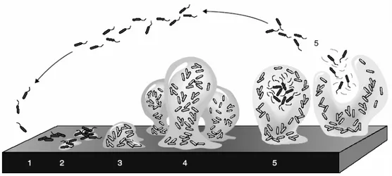 Figura 2. Modelo dos estádios de desenvolvimento de biofilme bacteriano. 1)  Estádio onde as células bacterianas aderem de forma reversível na superfície