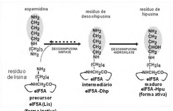 Figura 1. Via de biossíntese do resíduo de aminoácido hipusina no precurssor  de eIF5A
