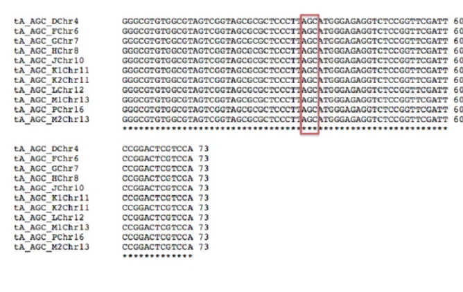 Figura  4.  Alinhamento  dos  genes  que  codificam  para  o  tRNA  de  alanina  em  Saccharomyces  cerevisiae 