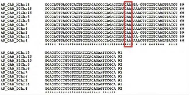 Figura  5.  Alinhamento  dos  genes  que  codificam  para  o  tRNA  de  fenilalanina  em  Saccharomyces  cerevisiae