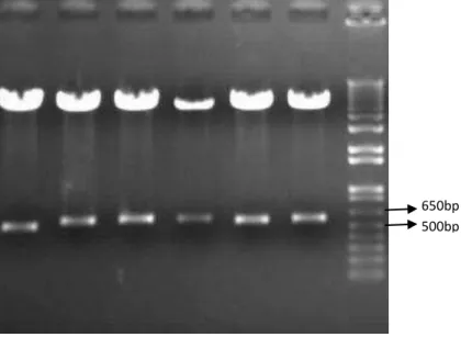Figura  7.   Diagnóstico  de  restrição  das  clonagens  dos  tRNAs  propostos  no  vetor pRS426