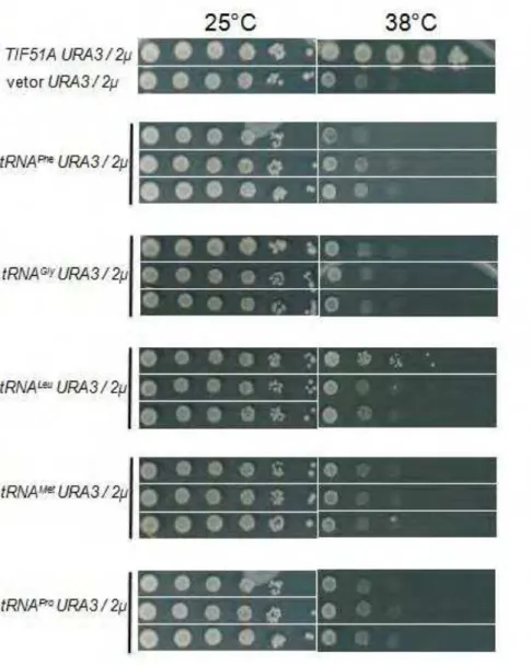 Figura  9.   Ensaio  de  supressão  do  fenótipo  de  sensibilidade  do  mutante  tif51A Q22H/L93F   na  presença  de  diferentes tRNAs  expressos em  alto  número  de  cópias