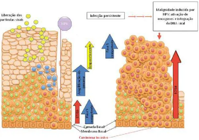 Figura 2: Estrutura das células epiteliais escamosas e os principais estágios do ciclo de vida do HPV  após a infecção (adaptado de  NAGASAKA et al., 2013 )