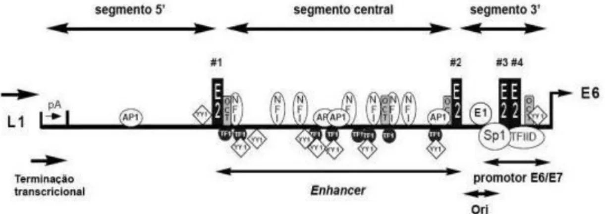Figura 3: A LCR do Papilomavírus Humano e a posição de ligação de vários fatores  transcricionais (adaptado de O’CONNOR e BERNARD, 1995)