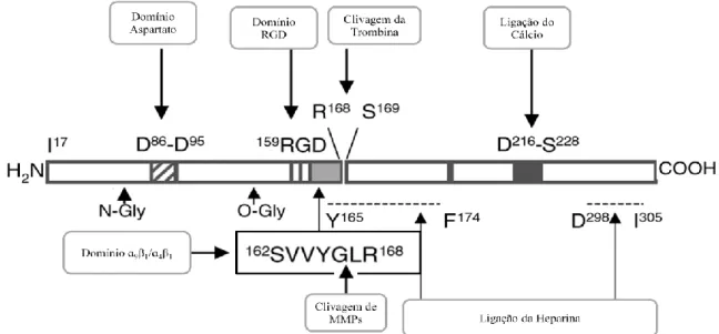 Figura 5. Representação de algumas características da OPN. São indicados os domínios de ligação do cálcio e  heparina, domínio RGD, domínio aspartato, domínio  ɑ 9 β 1 /ɑ 4 β 1  e domínio de clivagem da trombina e MMPs