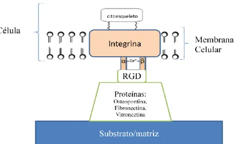 Figura  6.  Esquema  representativo  do  papel  das  integrinas  mediando  as  interações  entre  a  matriz  extracelular  (substrato revestido por proteínas com sequência RGD) e o citoesqueleto celular