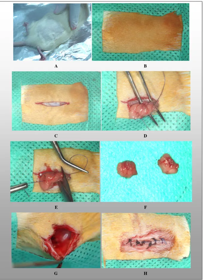 Figura  10.  Etapas  do  procedimento  cirúrgico  de  ovariectomia  nos  animais  de  laboratório