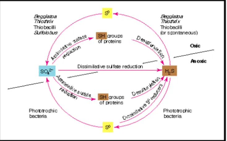 Figura 3.1 – Ciclo do enxofre (Madigan et al., 1997). 