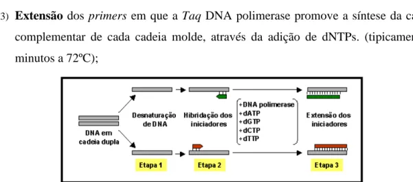 Figura 4.2 – Esquema de um ciclo de amplificação de DNA por PCR (e-escola Universidade Técnica de Lisboa  (actualizado em 2005))