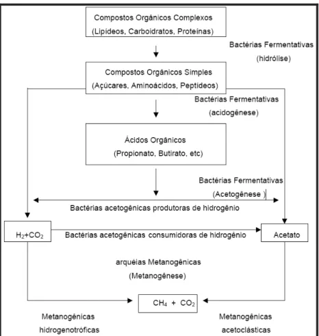 Figura 4. Sequencia metabólica da digestão anaeróbia.  Fonte: Pelczar Jr. (1996). 