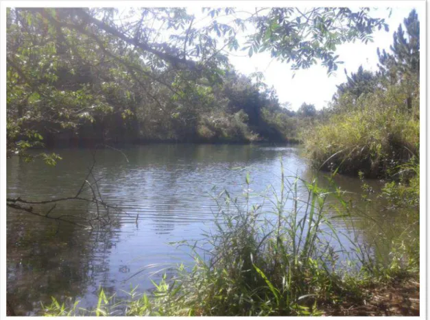 Figura 4: Margem da represa do córrego do Espraiado, situada no Parque Ecológico Dr. Antonio  Teixeira Vianna (foto: Marcel Loyo Moitas).