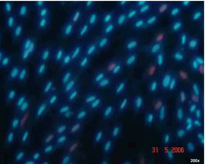 Figura 7 – Células em azul (viáveis) e células em vermelho (membrana lesada) 