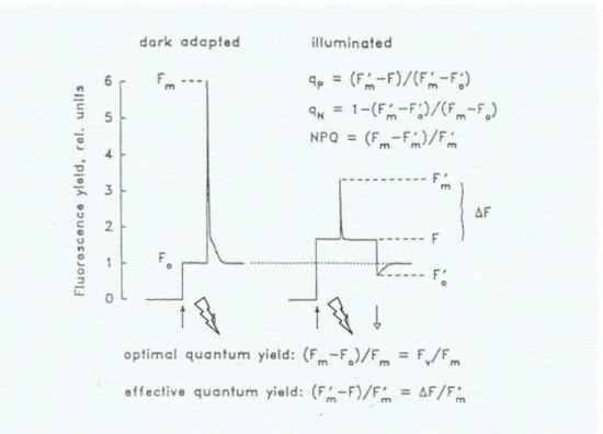 Figura 4. Fluorescências emitidas após estimulação luminosa. Representações gráficas das  emissões de fluorescência após pulso luminoso sobre as microalgas adaptadas ao escuro 